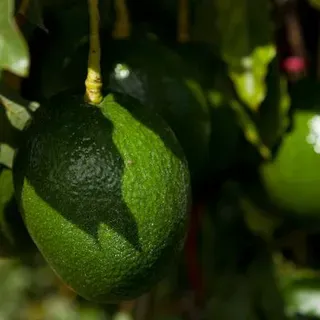 thumbnail for publication: Avocado